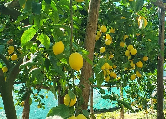 Lägenhet La Capannetta *